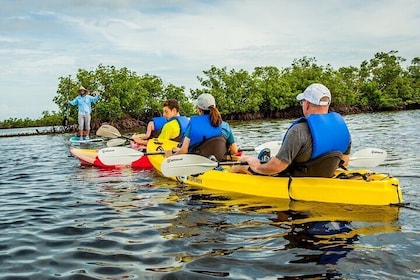 Shared 2 hours Rookery Bay Reserve Kayak Ecotour in Naples