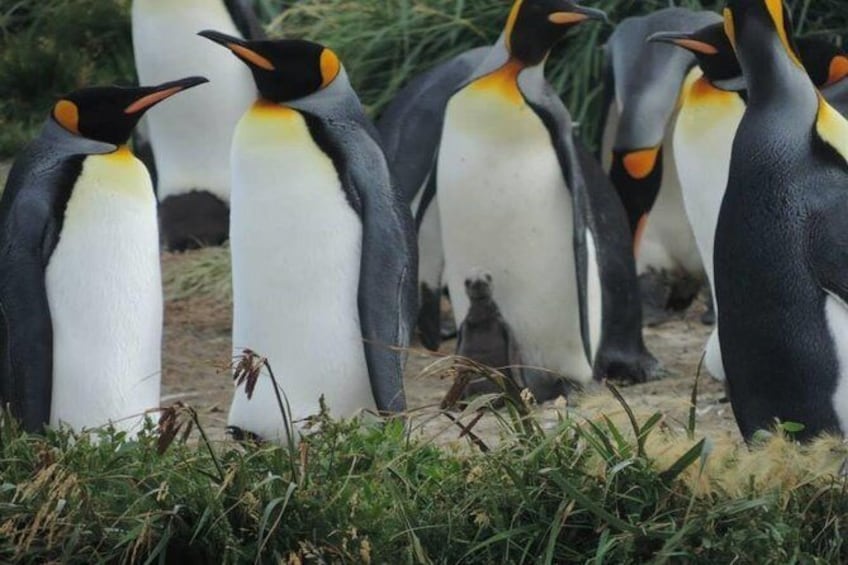 king penguin colony