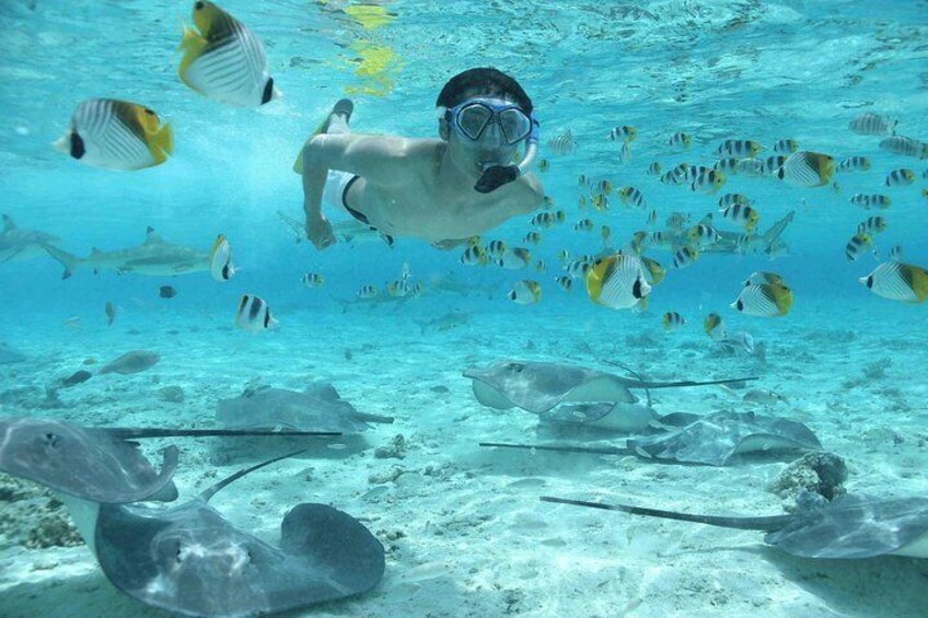 Snorkel with sharks and stingrays