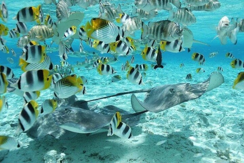 Bora Bora 4X4 private boat adventure
Bora Bora snorkeling adventure
Fish watching adventure Bora Bora
Coral reef adventure Bora Bora
Private marine life adventure Bora Bora
Bora Bora lagoon