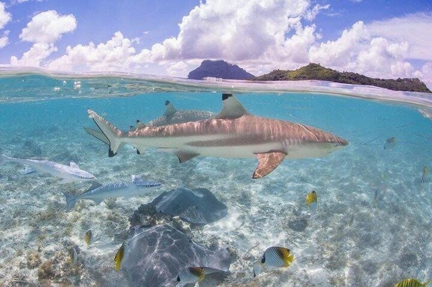 Bora Bora 4WD Tour, Lunch at Bloody Mary's & Eco Shark & Ray Snorkel Cruise