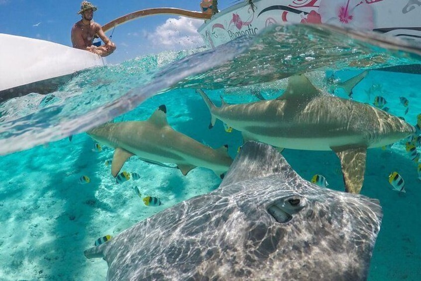 Sharks and Stingrays