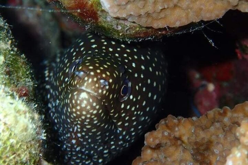 Combo Diving and Snorkeling Half-Day Tour