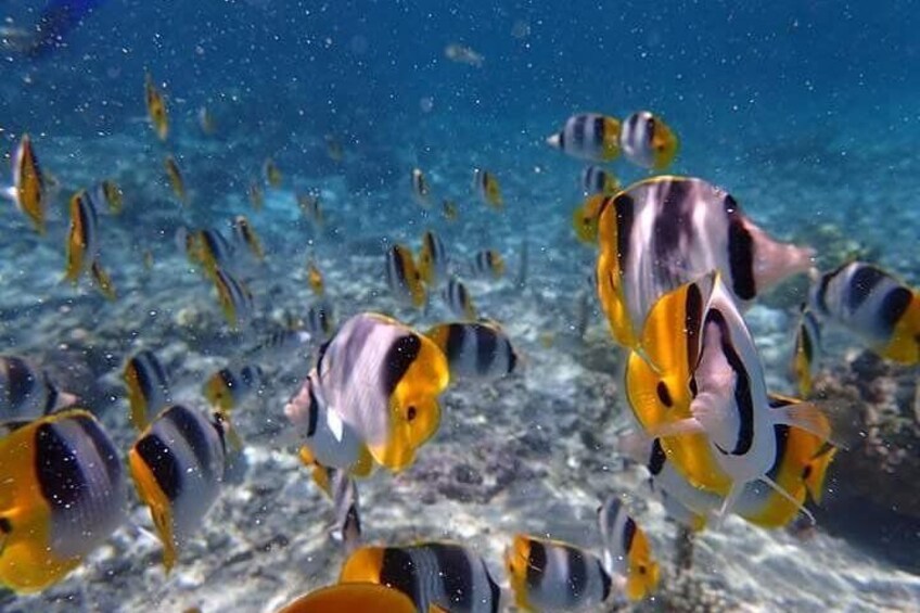 Combo Diving and Snorkeling Half-Day Tour