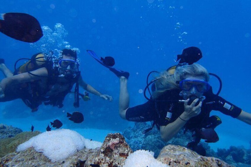 Bora Bora Scuba Diving: Private Intro or Certified One Tank Dive