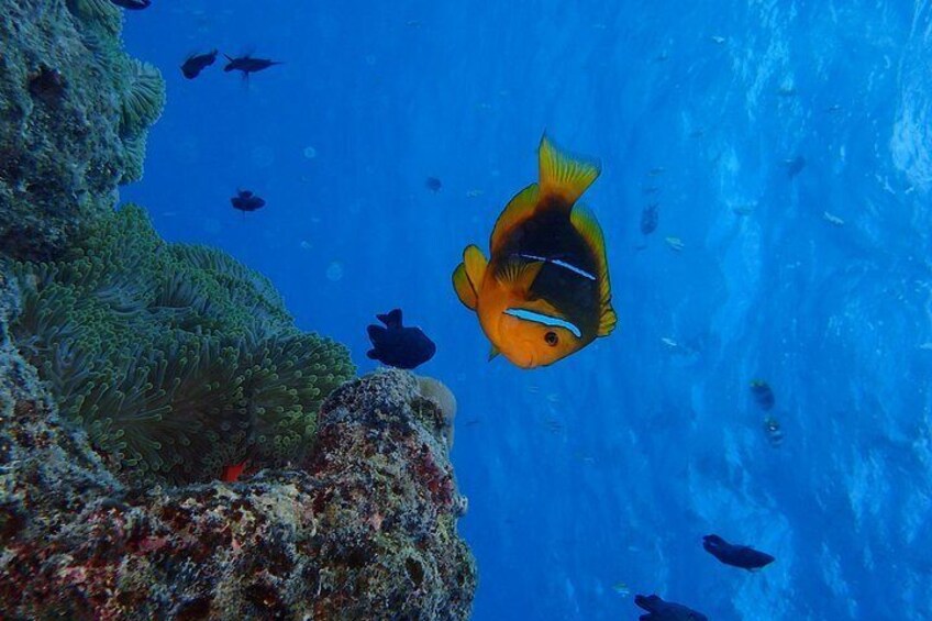 Bora Bora Scuba Diving: Private Intro or Certified One Tank Dive
