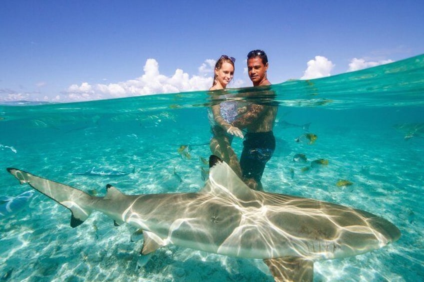 Swimming with the gentle black tip reef sharks of the lagoon is an unforgettable experience.