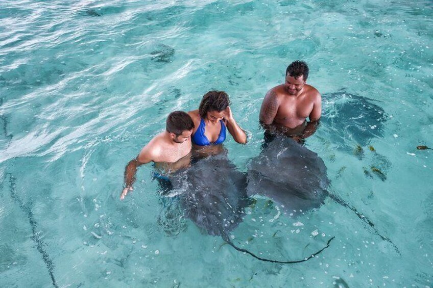 Encounter the gracefull stingrays