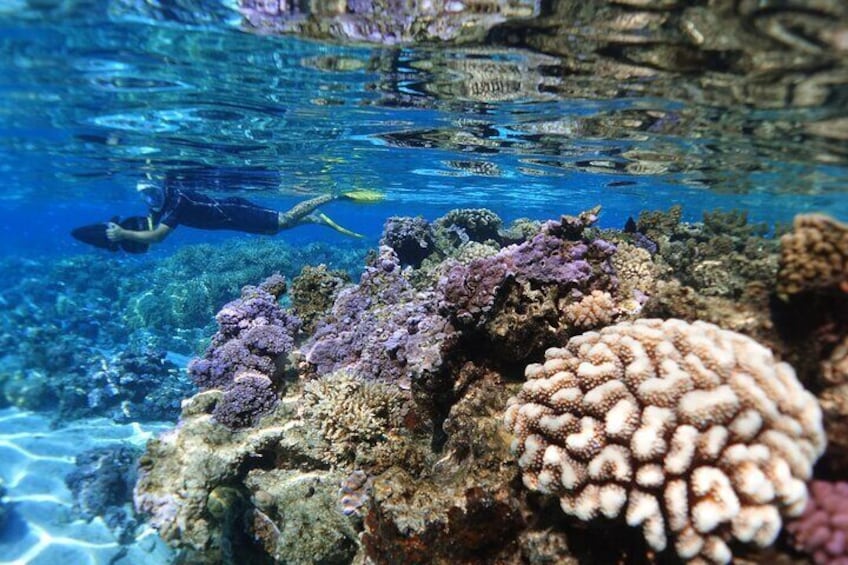 Discover an amazing coral garden
