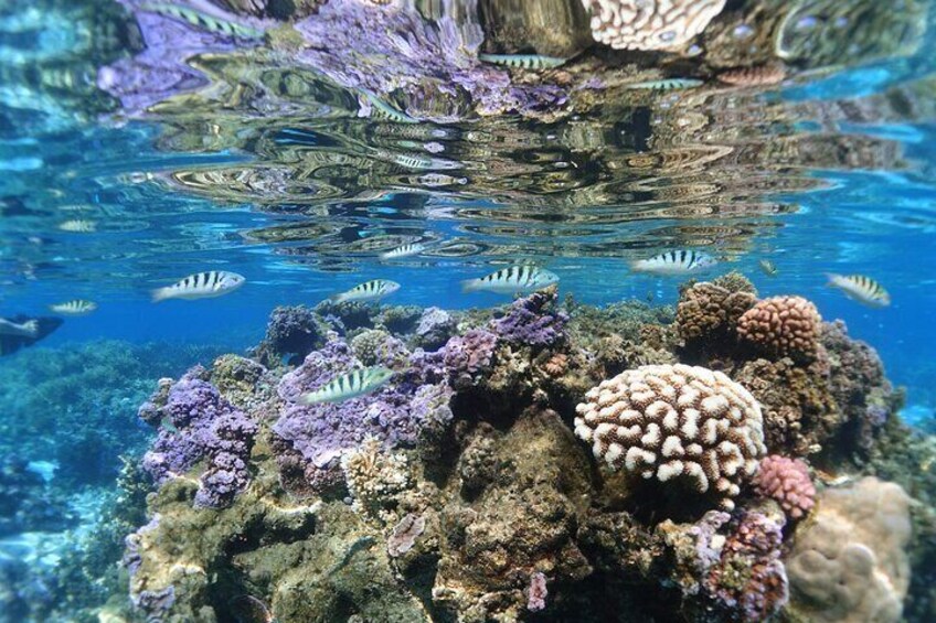 One of the best coral garden on the island, healthy reef 