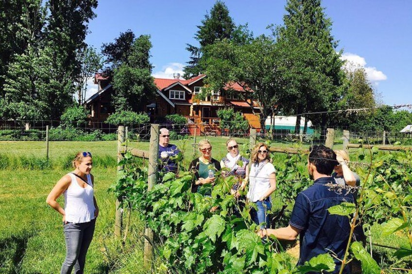 Exploring the vineyard.