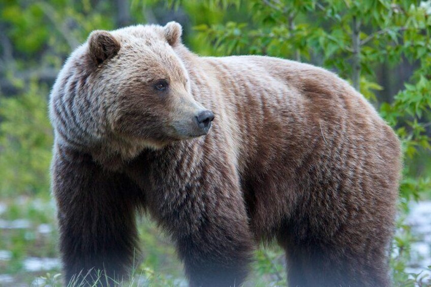 KLUANE NATIONAL PARK - Day-Trip from Whitehorse