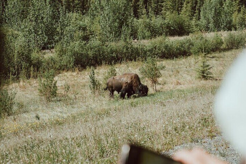 KLUANE NATIONAL PARK - Day-Trip from Whitehorse