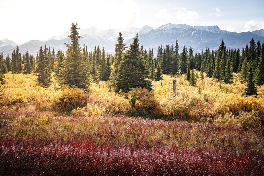 KLUANE NATIONAL PARK - Day-Trip from Whitehorse