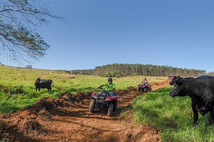 Deluxe ATV Waterfall and Swim Experience