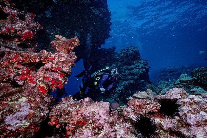 2 Tank Lanai Cathedral Dive