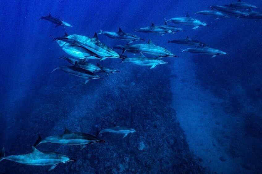 2 Tank Lanai Cathedral Dive