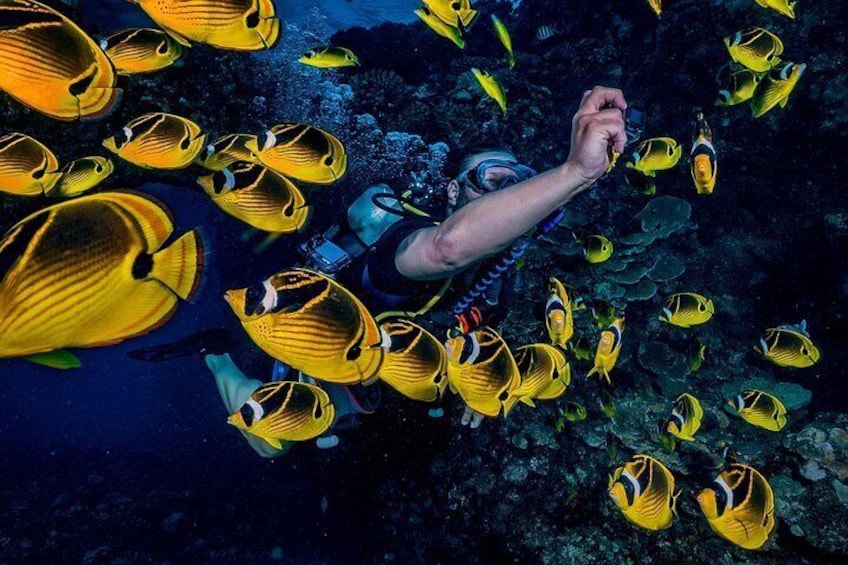 Scuba Dive with tropical fish found no where else in the world.
