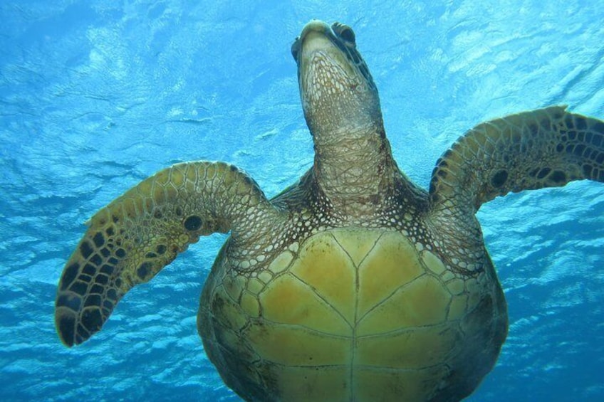 Get a close up glimpse of turtles on your private dive.