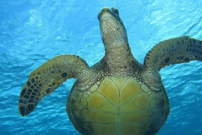 Get a close up glimpse of turtles on your private dive.