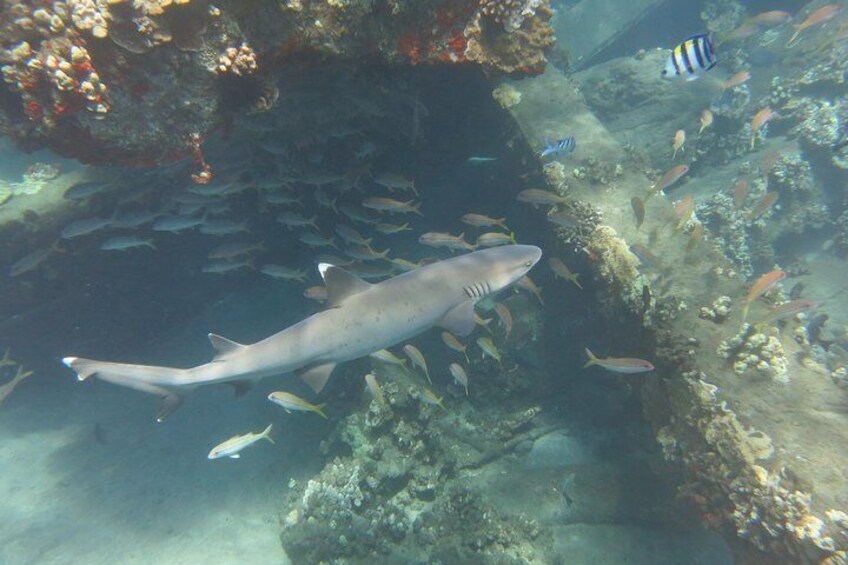 Dive with white tip reef sharks!