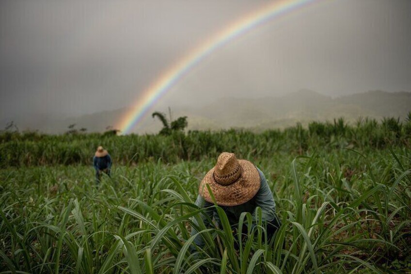 Our Beautiful Farm