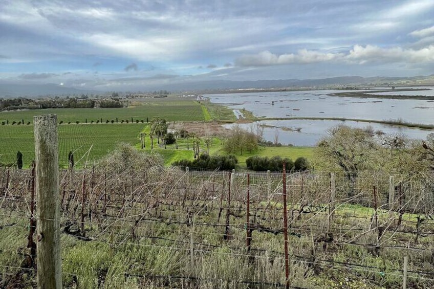 View from Viansa