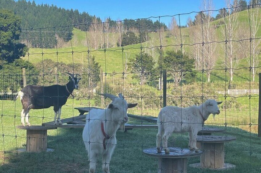 The Friendly goats