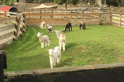 Sheep World Country Tour from Auckland