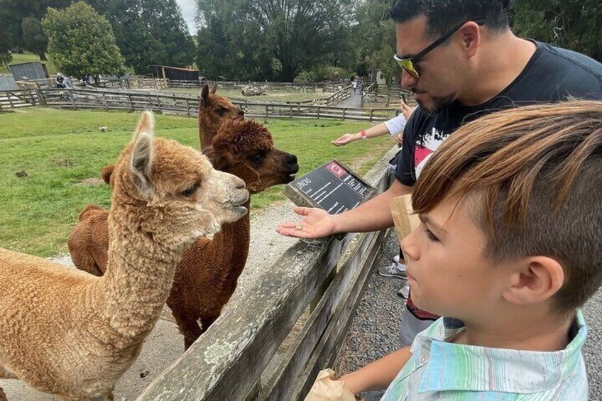 Up close and feed Alpaccas