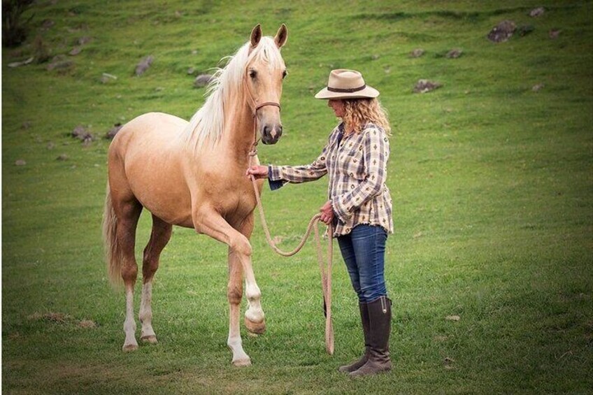 Learn Natural Horsemanship