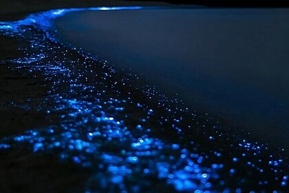 Bioluminescence Kayak Tour - Est. 1994