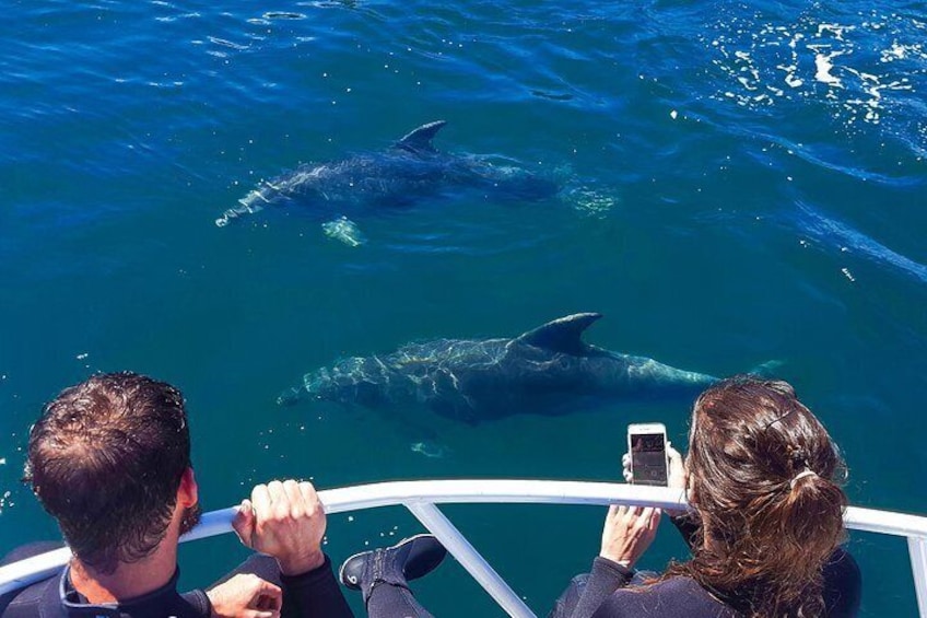 Bottlenose Dolphin Watching 