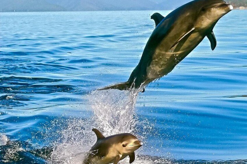 Bottlenose Dolphin Jumping 