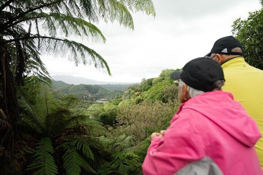 New Zealand's beautiful native bush views during our guided walk down the valley 