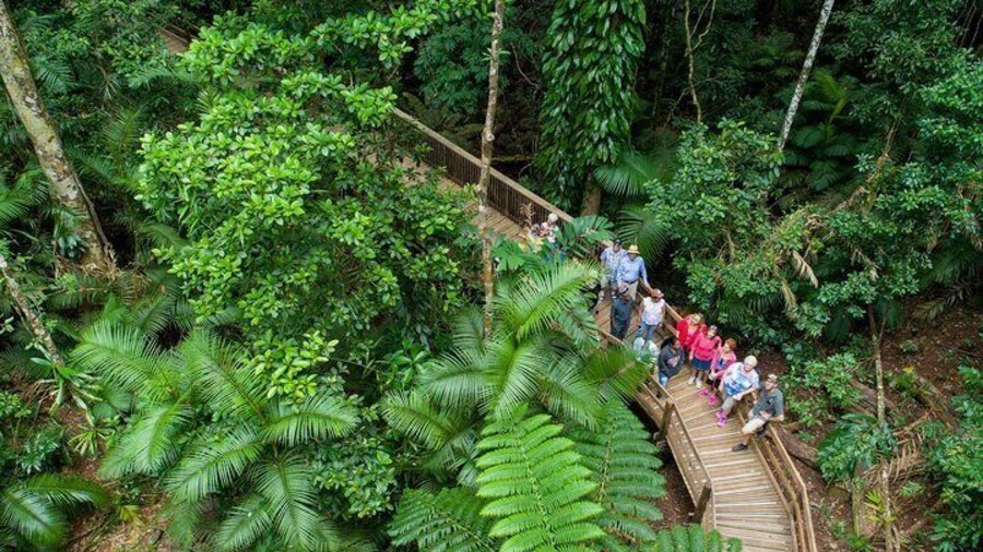 Cape Tribulation Daintree River and Bloomfield Track