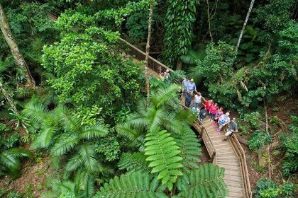Daintree Rainforest, Cape Tribulation and Bloomfield Track Small Group Tour