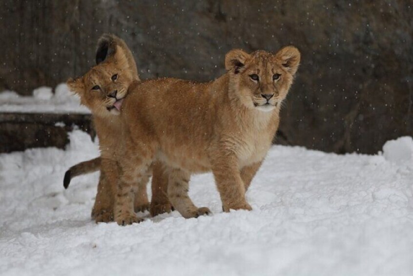 Winter Asahiyama Zoo and blue pond "Aoi-Ike" 1 Day bus tour