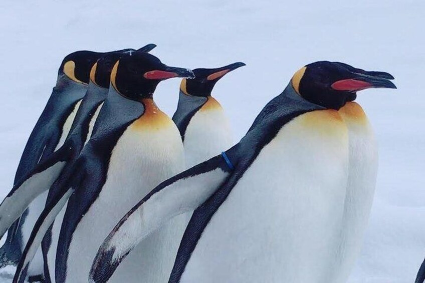 Winter Asahiyama Zoo and blue pond "Aoi-Ike" 1 Day bus tour