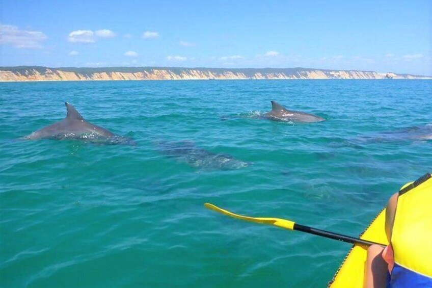 Kayak with Dolphins and 4WD Great Beach Drive Day Trip from Noosa