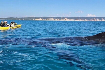 Fantástica excursión de un día con kayak con delfines y recorrido en 4X4 po...