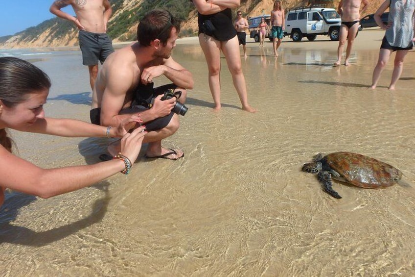 Many species of turtles are often seen on tour