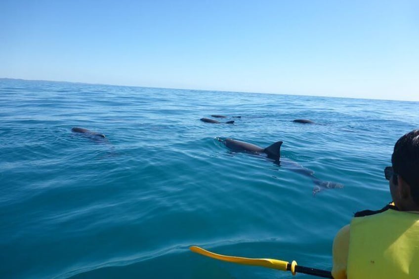 wild dolphins on kayak tour