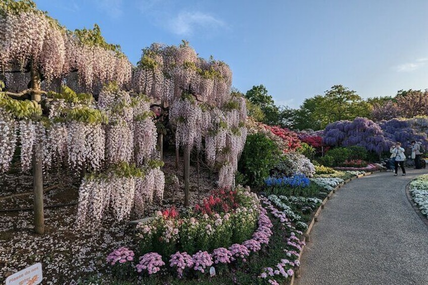 Ashikaga Flower Park