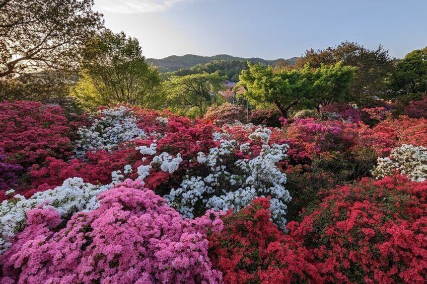 Ashikaga Flower Park