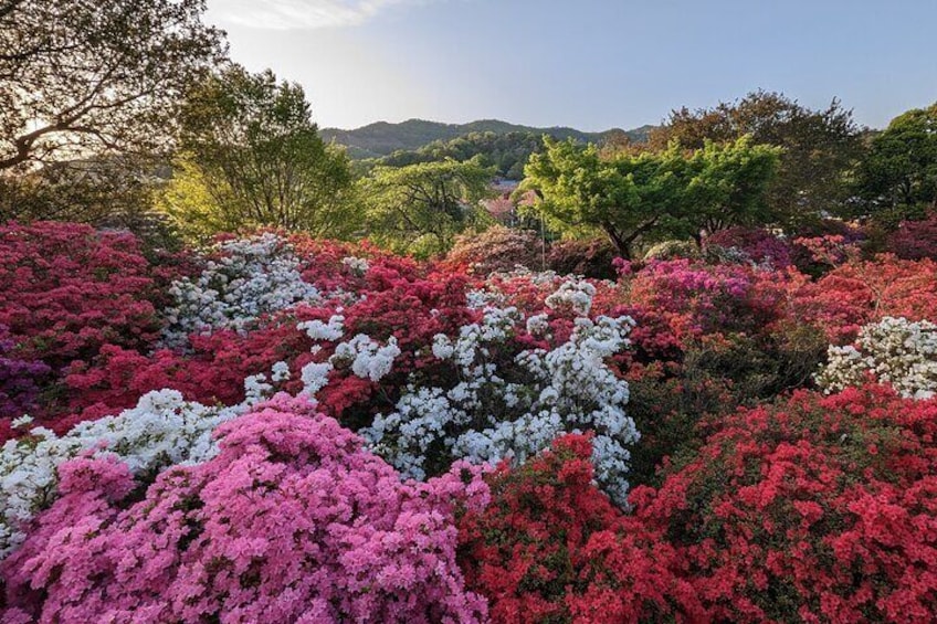 Ashikaga Flower Park
