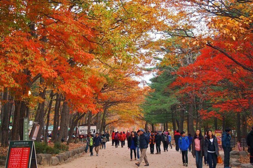 The Beauty of the Korea Fall foliage Discover 9days 8nights