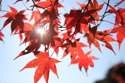 The Beauty of the Korea Autumn foliage Discover 9days 8nights