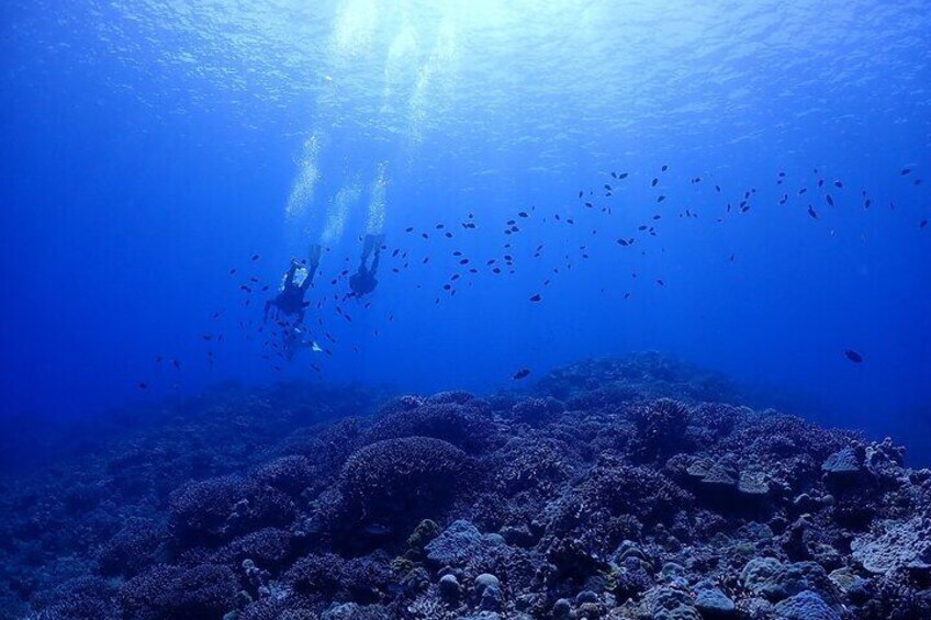 【OKINAWA / Minna Island / Sesoko Island / Manza area】 Boat Fundive (2Dives)