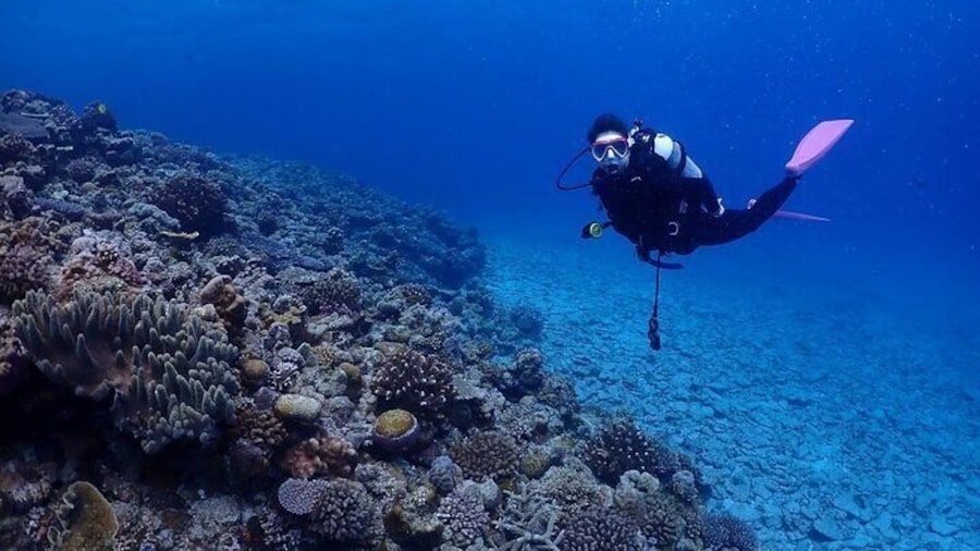 【OKINAWA / Minna Island / Sesoko Island / Manza area】 Boat Fundive